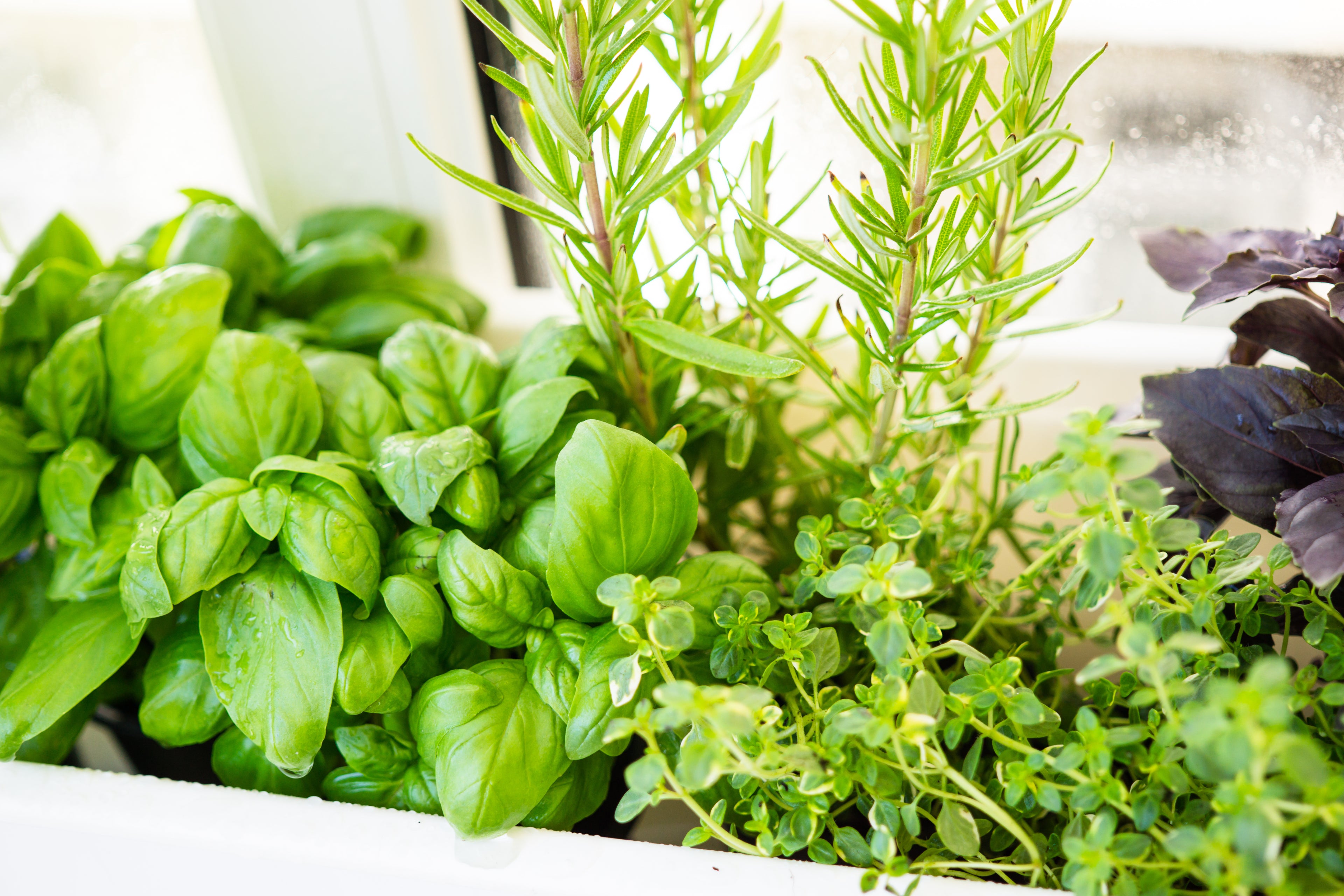 Start an Herb Garden Right in Your Own Kitchen