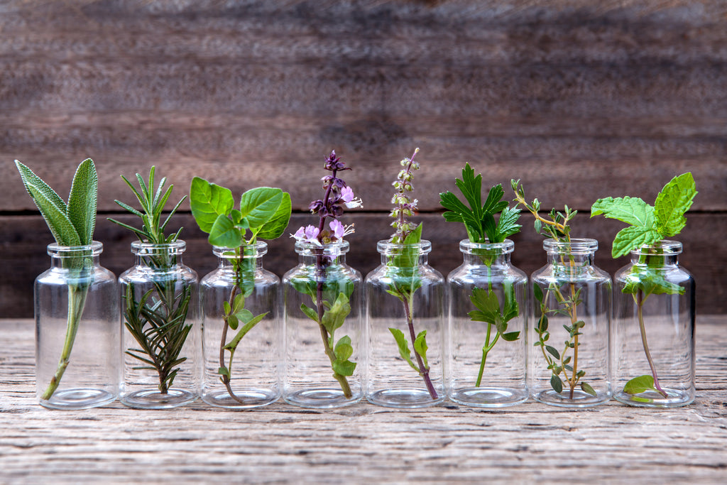 Start an Herb Garden Right in Your Own Kitchen