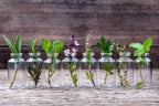 Start an Herb Garden Right in Your Own Kitchen