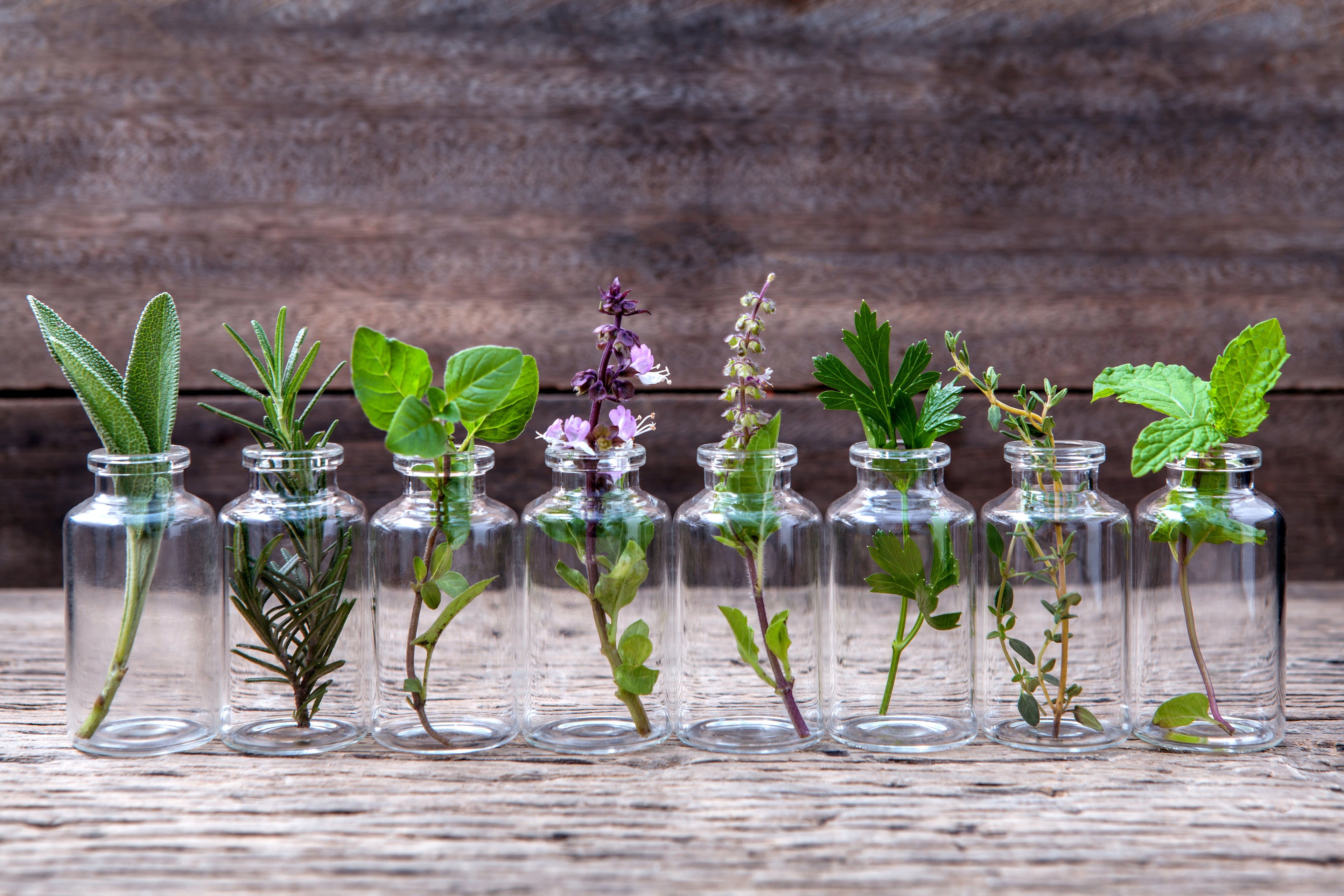 Start an Herb Garden Right in Your Own Kitchen