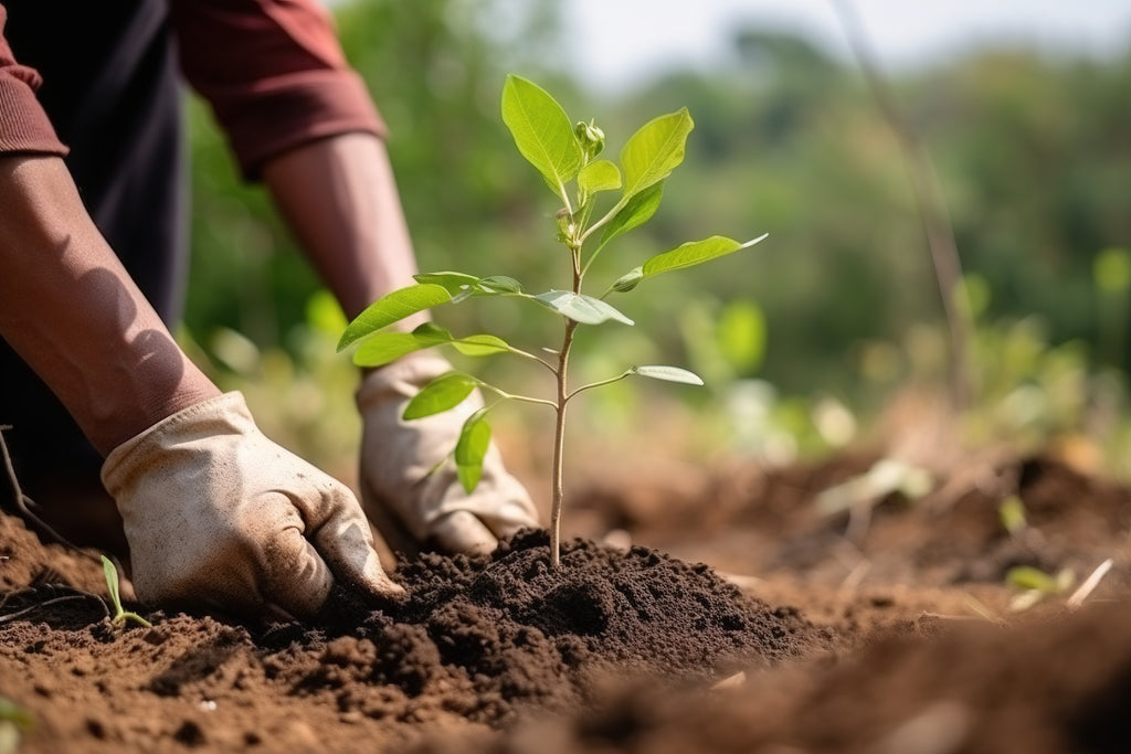 Support These Tree-Saving Organizations and Plant Your Own