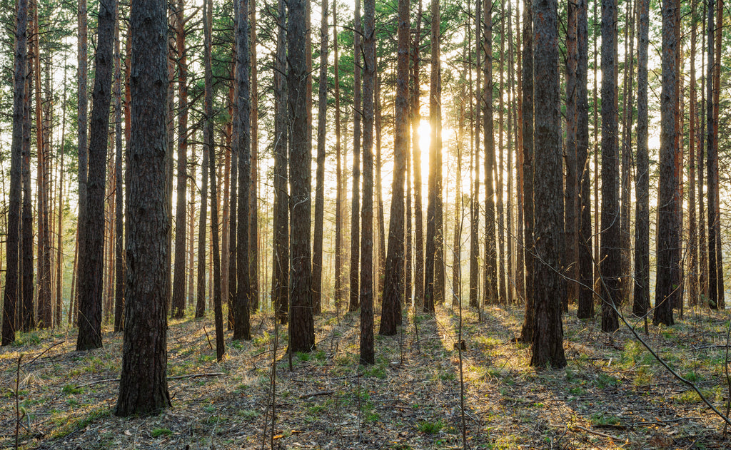 Support These Tree-Saving Organizations and Plant Your Own