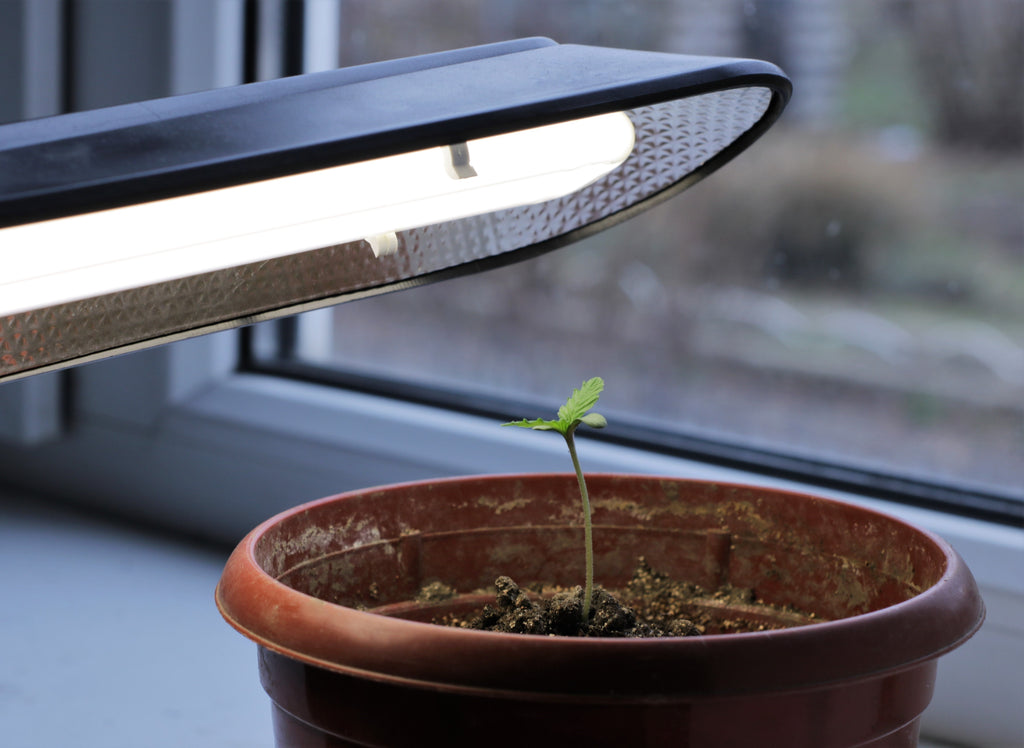 The Beginner’s Guide to Growing Cannabis
