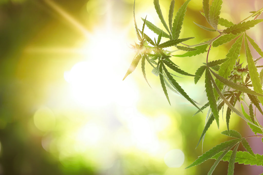 These 7 Strains Will Take Your Summer to the Next Level