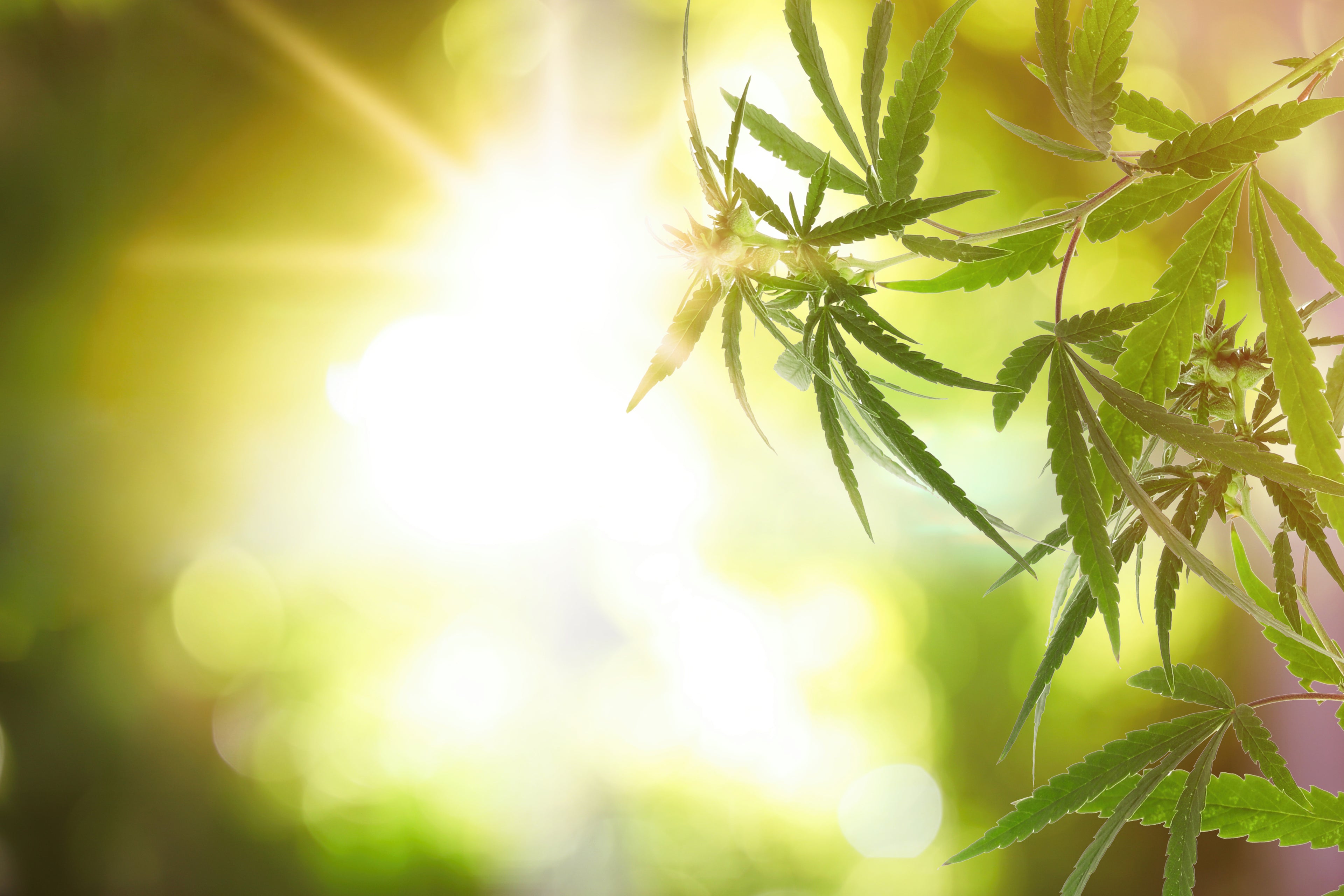 These 7 Strains Will Take Your Summer to the Next Level