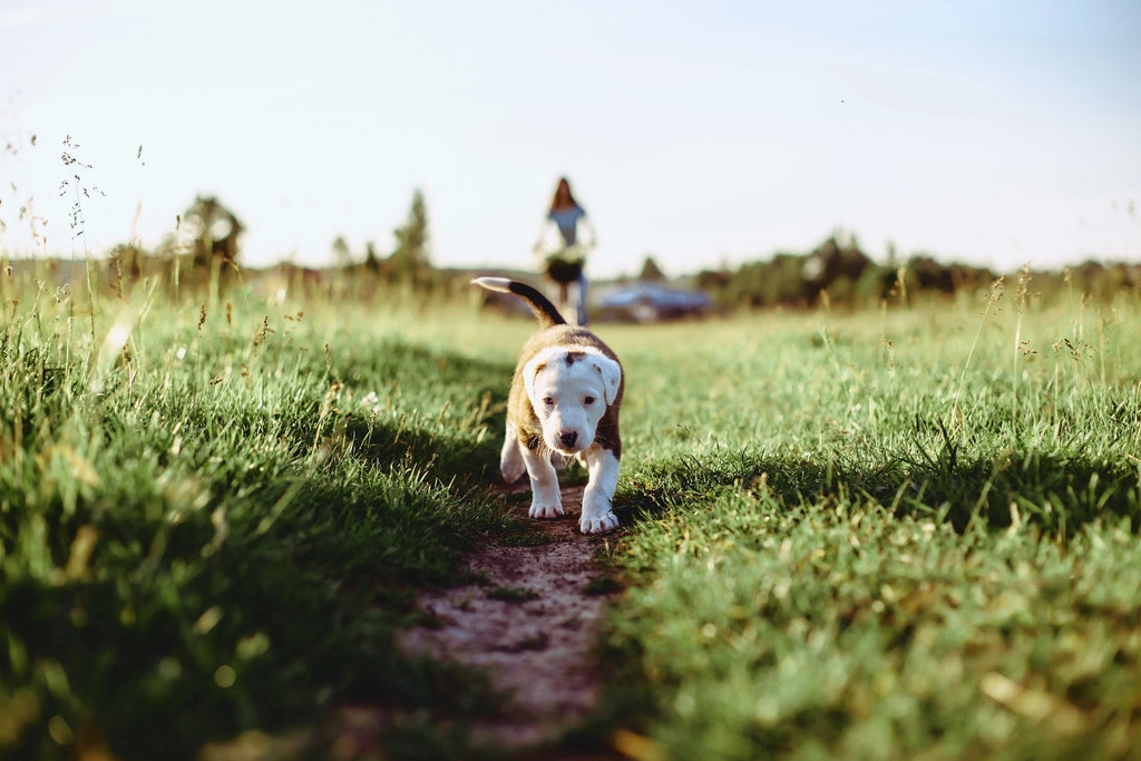 Tips for Safe, Eco-Friendly Pet Waste Management