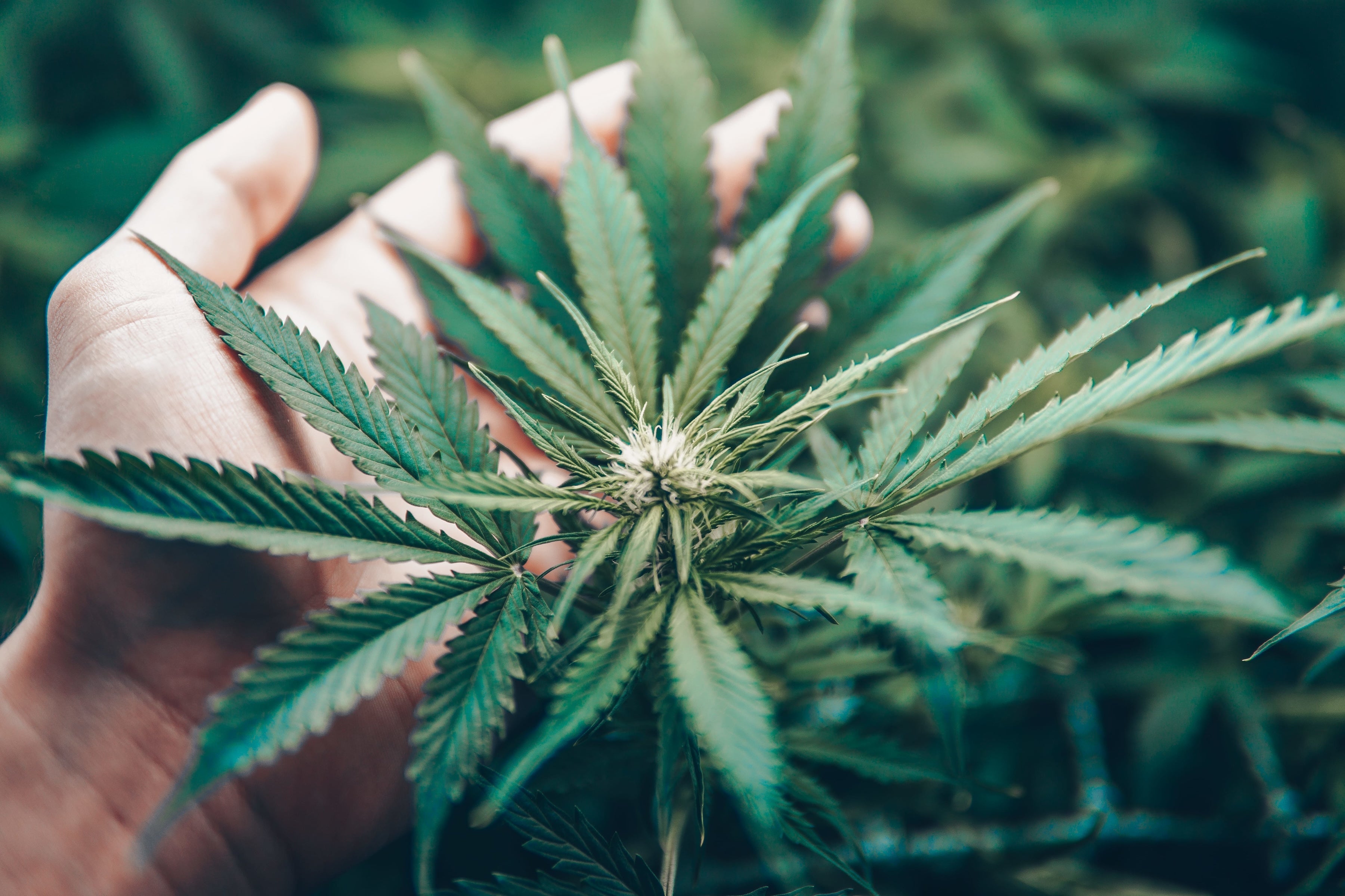Unique Weed Names and What to Expect When Sparking Up