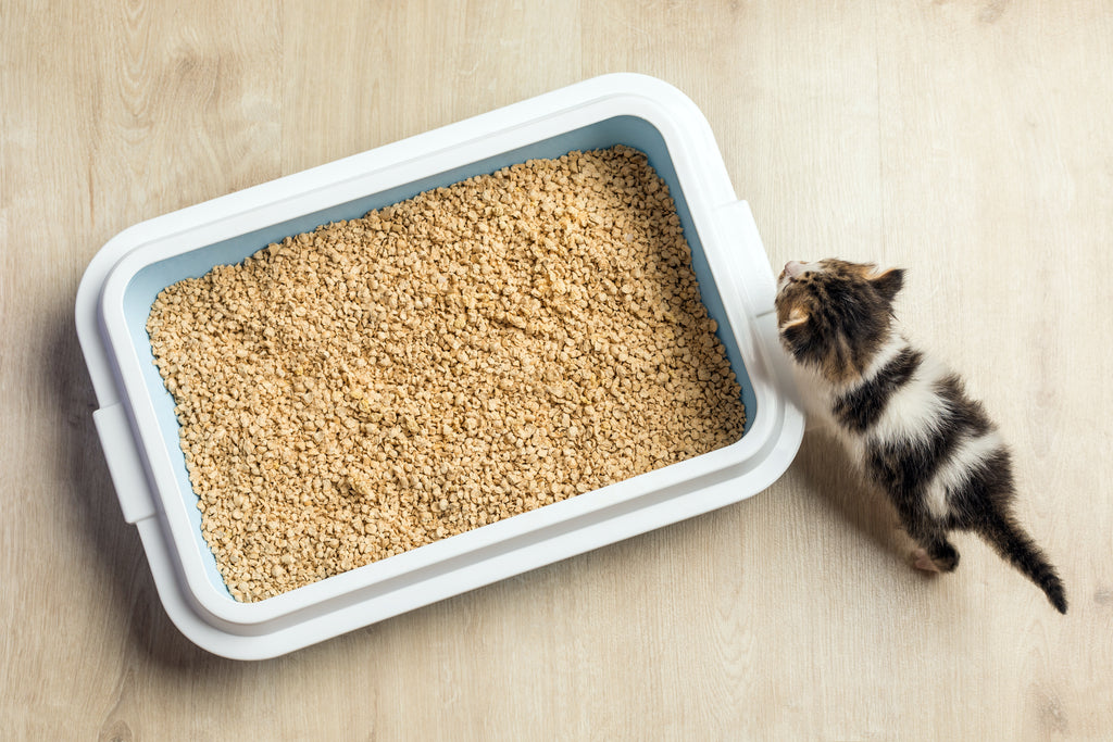 Want to Lower Your Cat’s Eco Footprint? Switch to a Biodegradable Litter Box