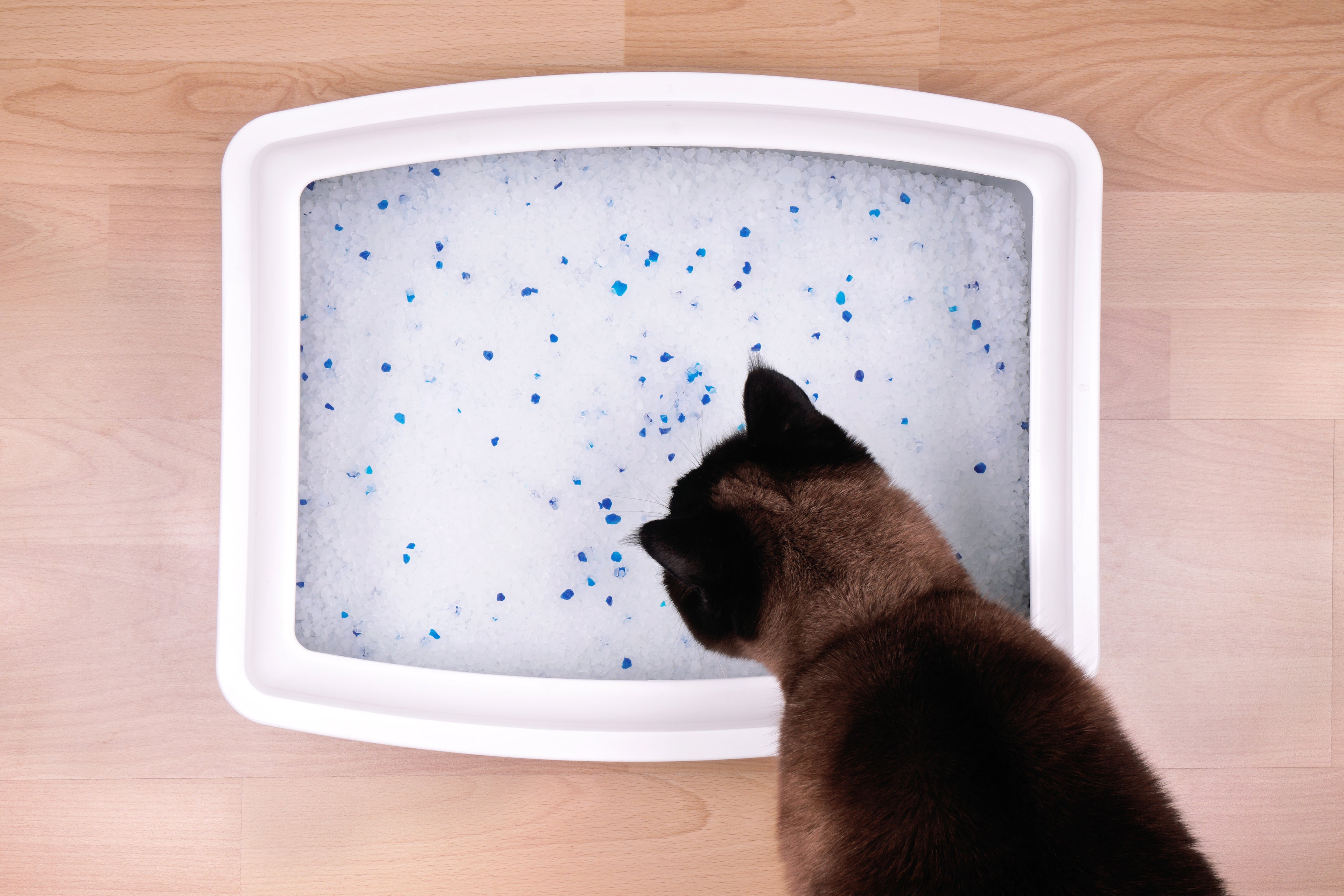 Want to Lower Your Cat’s Eco Footprint? Switch to a Biodegradable Litter Box