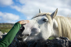 Ways Equine-Assisted Therapy Can Improve Your Well-being