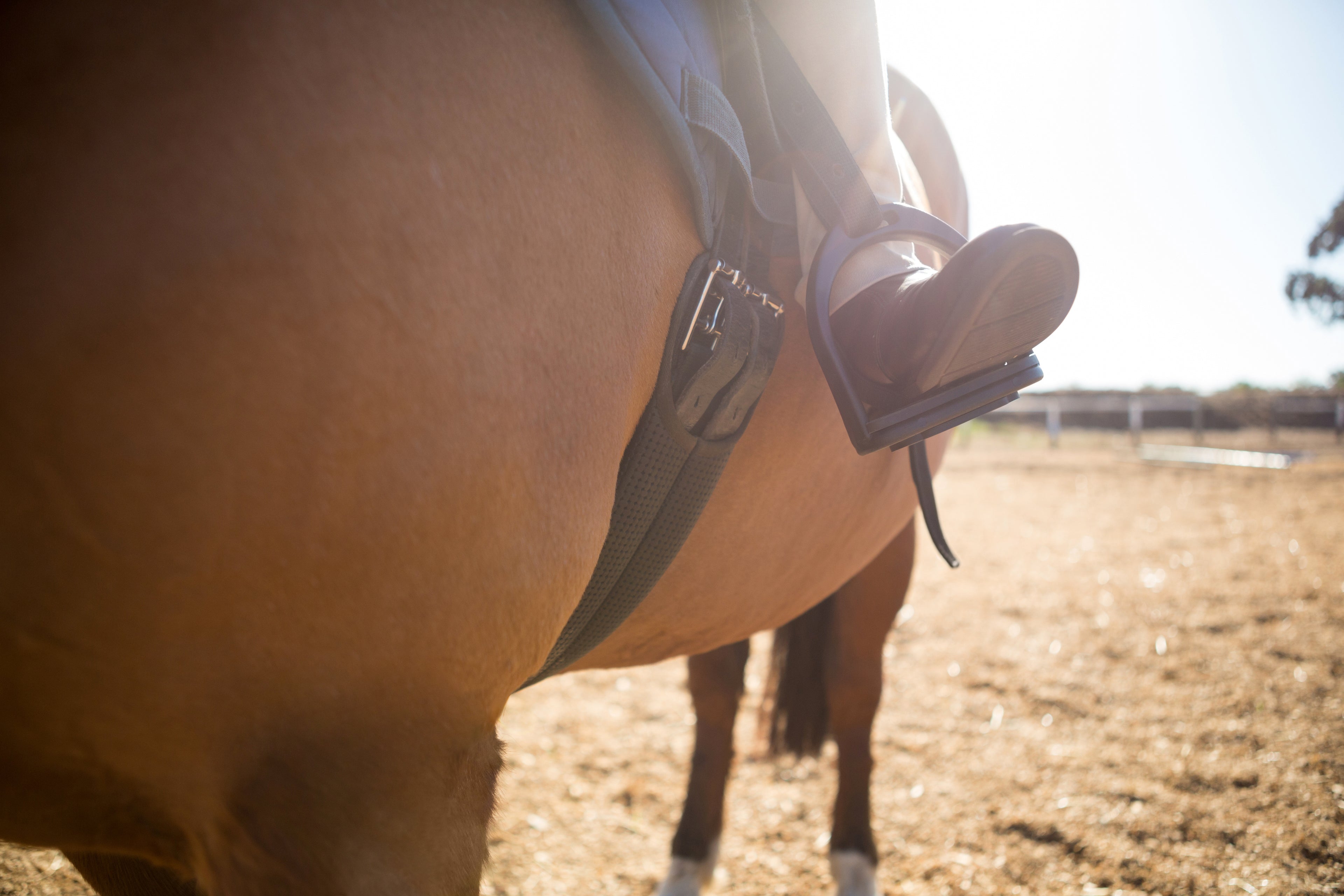 Ways Equine-Assisted Therapy Can Improve Your Well-being