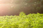 What's the Outlook for Cannabis in 2023?