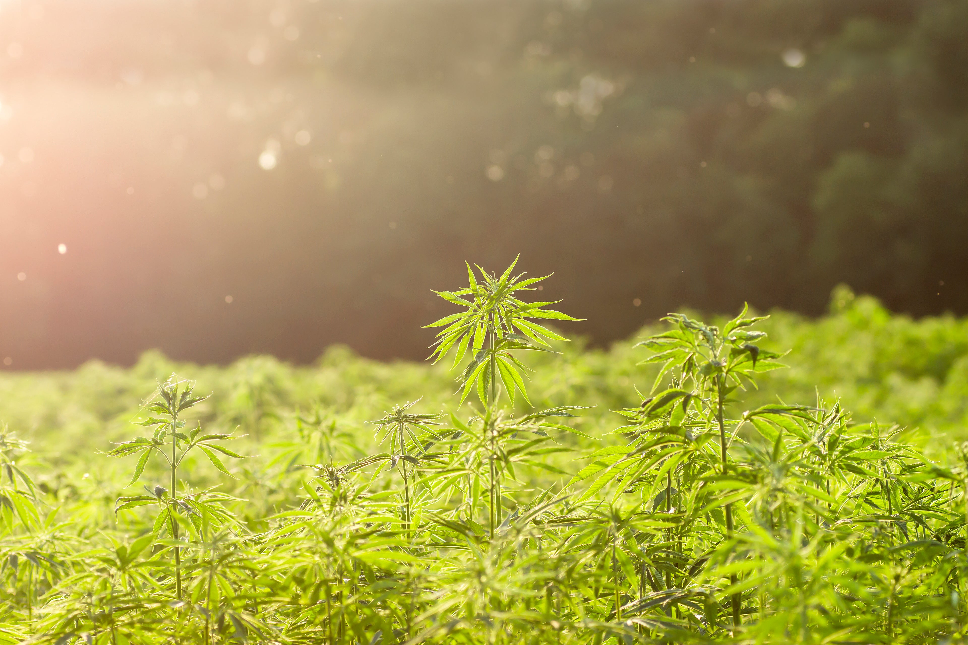 What's the Outlook for Cannabis in 2023?