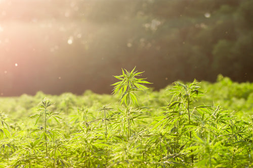 What's the Outlook for Cannabis in 2023?