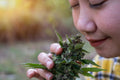 Why Does Marijuana Smell Like a Skunk?