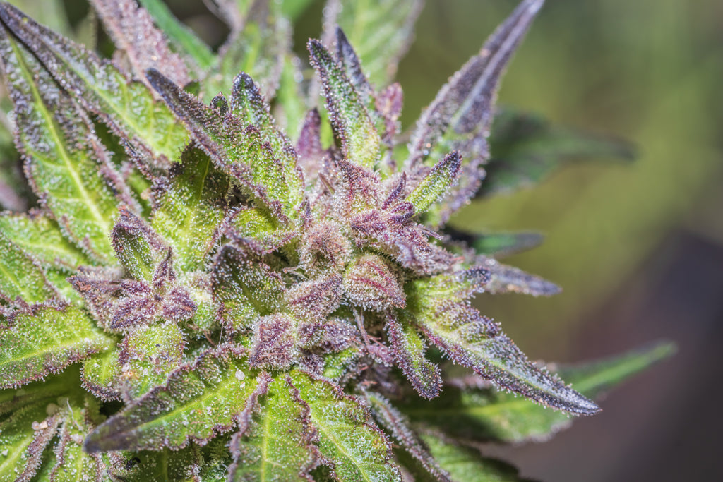 Why Weed Strains Look Different and How to Tell Them Apart