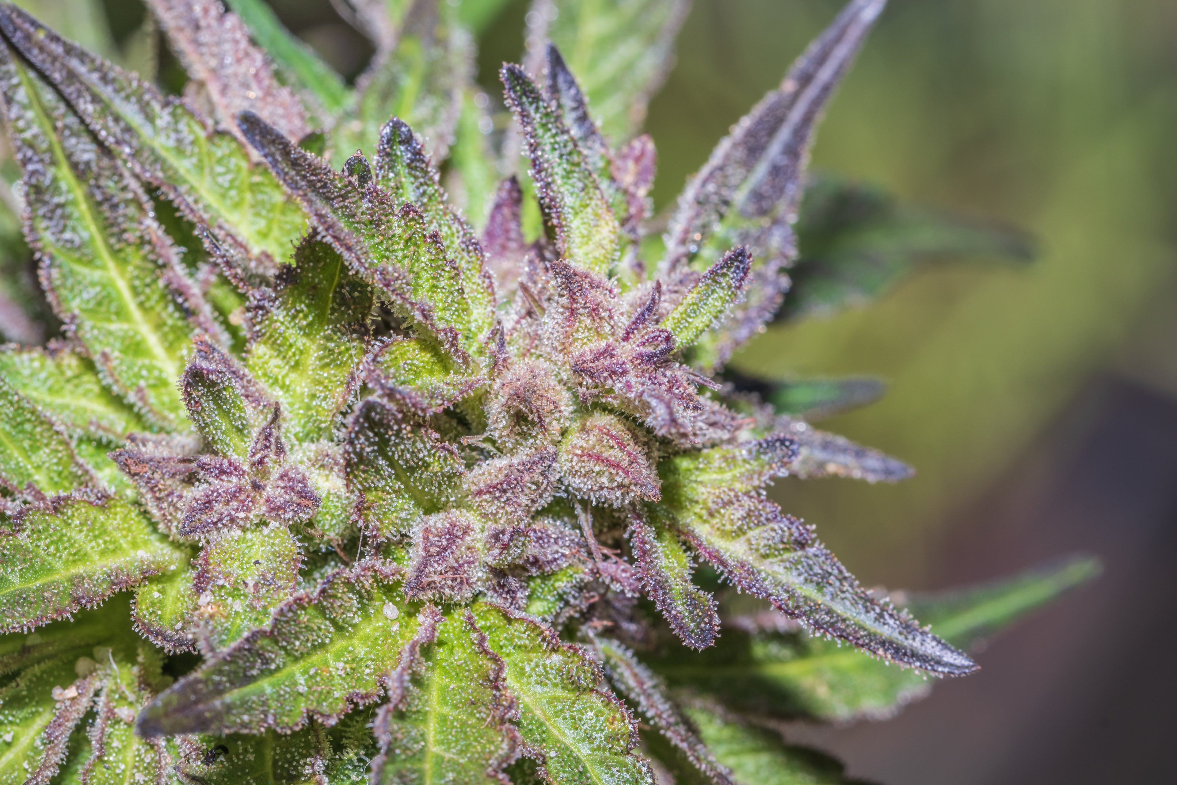 Why Weed Strains Look Different and How to Tell Them Apart